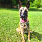 Malinois Mischling Pina, 09/2024, Endgröße ca. 60- 65 cm, 34326 Morschen