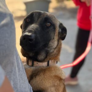 Malinois Pina, 09/2024, Endgröße ca. 60- 65 cm