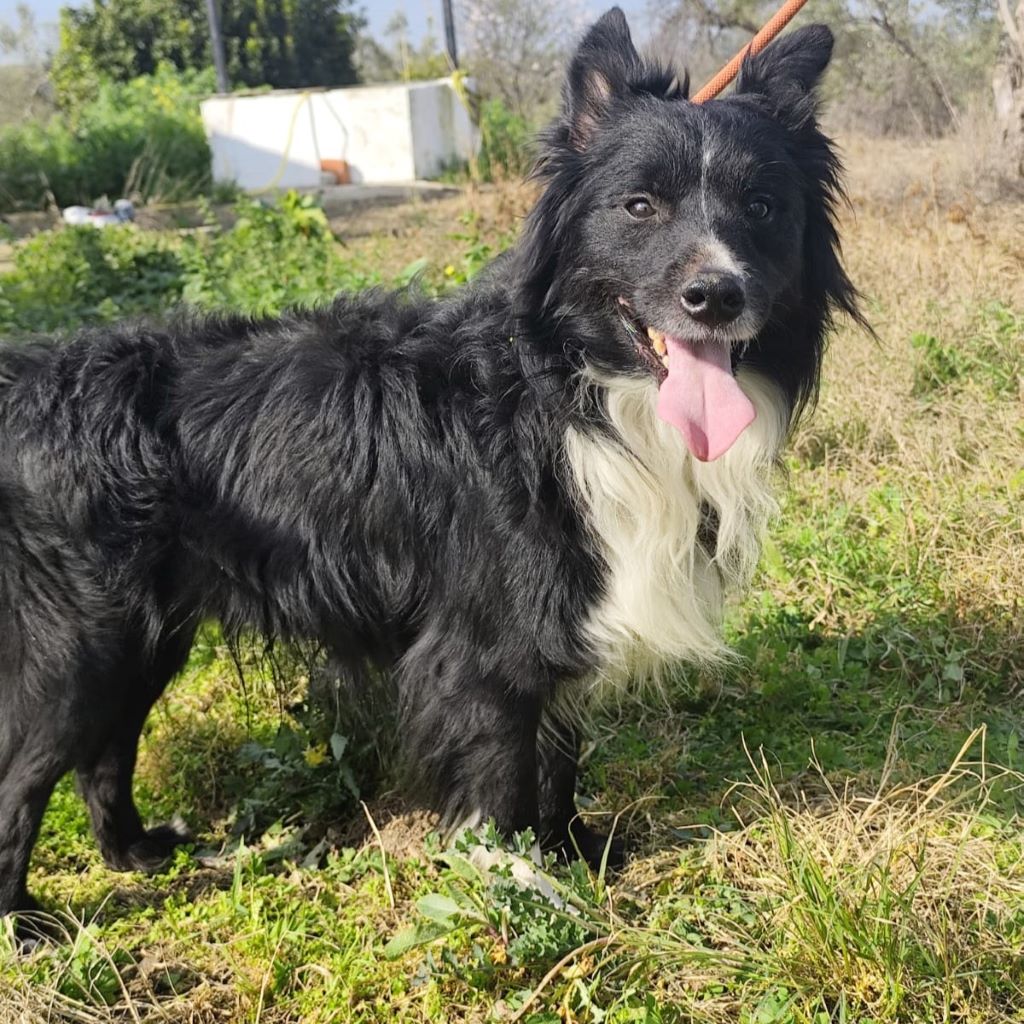 Collie Mischling Pippo, 02/2022, ca. 40 cm