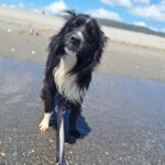 Collie Mischling Pippo, 02/2022, ca. 40 cm