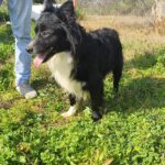 Collie Mischling Pippo, 02/2022, ca. 40 cm