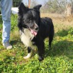 Collie Mischling Pippo, 02/2022, ca. 40 cm