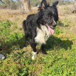 Collie Mischling Pippo, 02/2022, ca. 40 cm