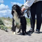 Collie Mischling Pippo, 02/2022, ca. 40 cm