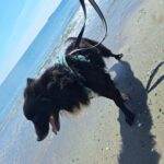 Collie Mischling Pippo, 02/2022, ca. 40 cm