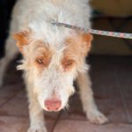 Podenco Pirata, 11/2017, ca. 45 cm