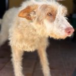 Podenco Pirata, 11/2017, ca. 45 cm