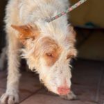 Podenco Pirata, 11/2017, ca. 45 cm