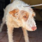 Podenco Pirata, 11/2017, ca. 45 cm