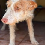 Podenco Pirata, 11/2017, ca. 45 cm