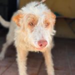 Podenco Pirata, 11/2017, ca. 45 cm