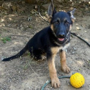 Schäferhund Polly, 02/2025, Endgröße ca. 60 cm
