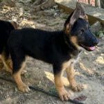 Schäferhund Polly, 02/2025, Endgröße ca. 60 cm