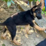 Schäferhund Polly, 02/2025, Endgröße ca. 60 cm