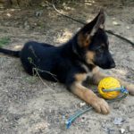 Schäferhund Polly, 02/2025, Endgröße ca. 60 cm