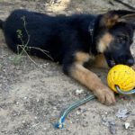 Schäferhund Polly, 02/2025, Endgröße ca. 60 cm