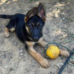 Schäferhund Polly, 02/2025, Endgröße ca. 60 cm