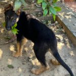 Schäferhund Polly, 02/2025, Endgröße ca. 60 cm
