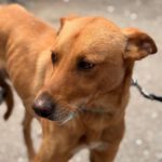 Podenco Pumba, 05/2024, ca. 45 cm