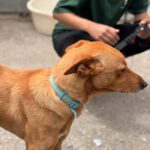 Podenco Pumba, 05/2024, ca. 45 cm