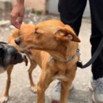 Podenco Pumba, 05/2024, ca. 45 cm