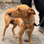 Podenco Pumba, 05/2024, ca. 45 cm