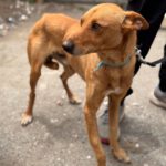 Podenco Pumba, 05/2024, ca. 45 cm