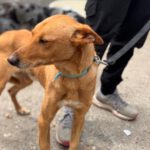 Podenco Pumba, 05/2024, ca. 45 cm