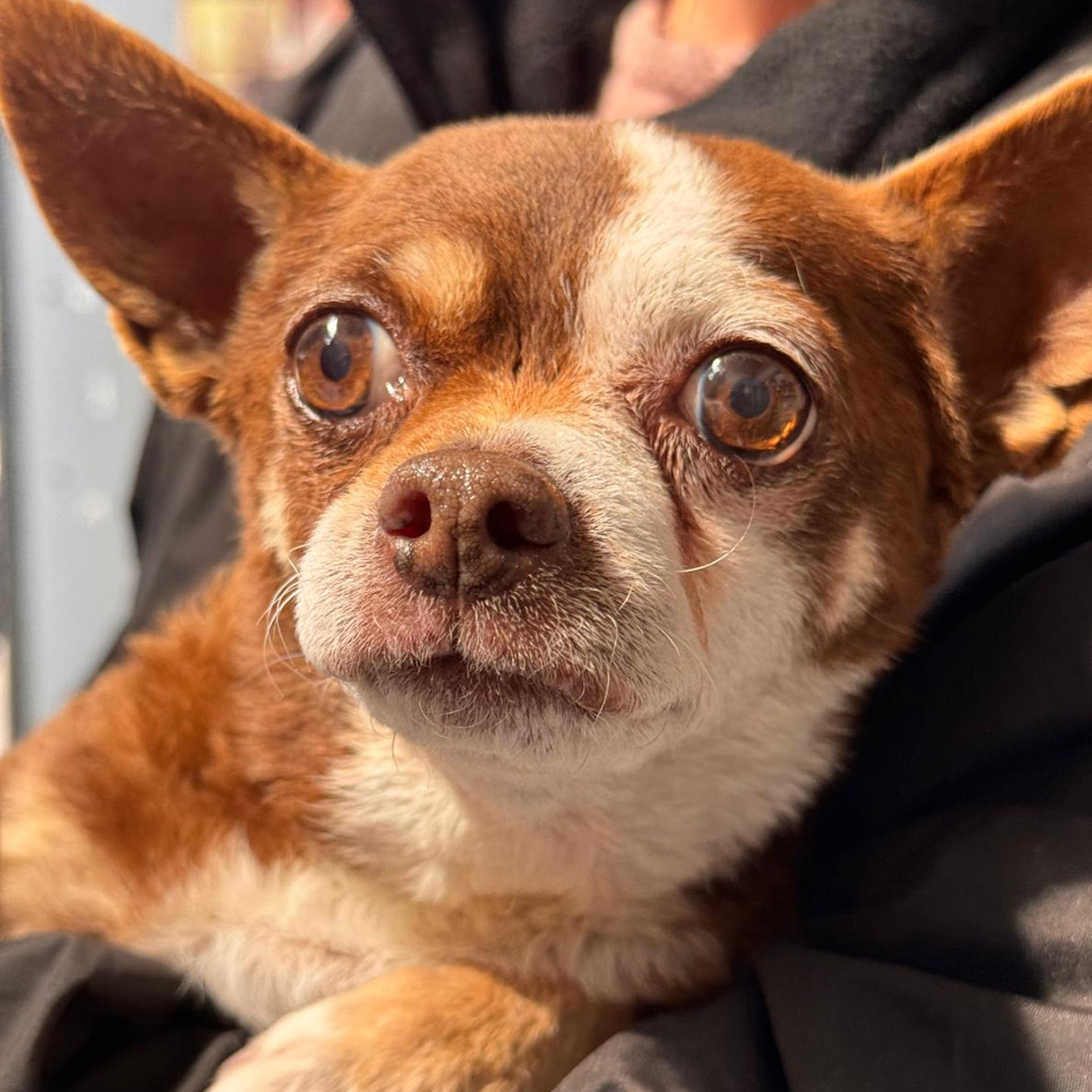 Chihuahua Minnie - Regenbogenbrücke - SALVA Hundehilfe e.V.