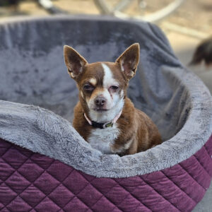 Chihuahua Minnie - Regenbogenbrücke - SALVA Hundehilfe e.V.