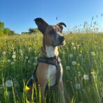 Podenco Boxer Mischling Reina, 10/2016, ca. 45 cm, 61267 Neu-Anspach