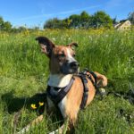 Podenco Boxer Mischling Reina, 10/2016, ca. 45 cm, 61267 Neu-Anspach