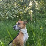 Podenco Boxer Mischling Reina, 10/2016, ca. 45 cm, 61267 Neu-Anspach