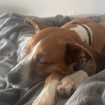 Podenco Boxer Mischling Reina, 10/2016, ca. 45 cm, 61267 Neu-Anspach