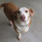 Podenco Mischling Rocky, 01/2014, ca. 45 cm