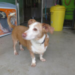 Podenco Mischling Rocky, 01/2014, ca. 45 cm