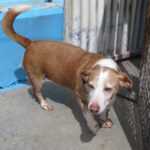 Podenco Mischling Rocky, 01/2014, ca. 45 cm
