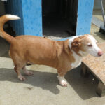 Podenco Mischling Rocky, 01/2014, ca. 45 cm