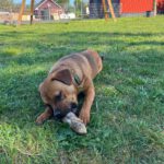 Rottweiler-Franz.Bulldogge Mischling Rocky, 10/2024, ca. 50 cm, 23623 Ahrensbök