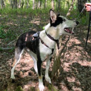 Collie Mischling Romulo, 02/2024, ca. 55 cm, 29690 Grethem