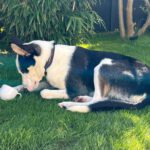 Collie Mischling Romulo, 02/2024, ca. 55 cm, 29690 Grethem