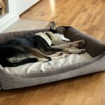 Collie Mischling Romulo, 02/2024, ca. 55 cm, 29690 Grethem