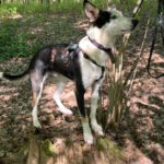 Collie Mischling Romulo, 02/2024, ca. 55 cm, 29690 Grethem