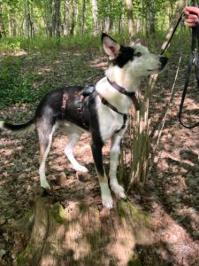 Collie Mischling Romulo, 02/2024, ca. 55 cm, 29690 Grethem