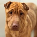 Shar Pei Mischling Ruano, 11/2022, ca. 45- 50 cm