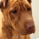 Shar Pei Mischling Ruano, 11/2022, ca. 45- 50 cm