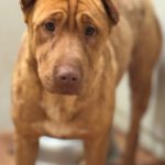 Shar Pei Mischling Ruano, 11/2022, ca. 45- 50 cm