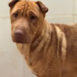 Shar Pei Mischling Ruano, 11/2022, ca. 45- 50 cm