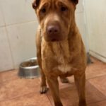 Shar Pei Mischling Ruano, 11/2022, ca. 45- 50 cm