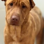 Shar Pei Mischling Ruano, 11/2022, ca. 45- 50 cm